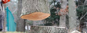  East Bernard, TX Tree Care Pros