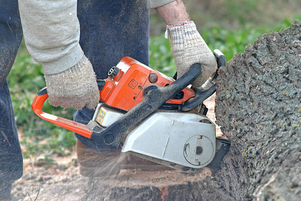 Best Root Management and Removal  in East Bernard, TX