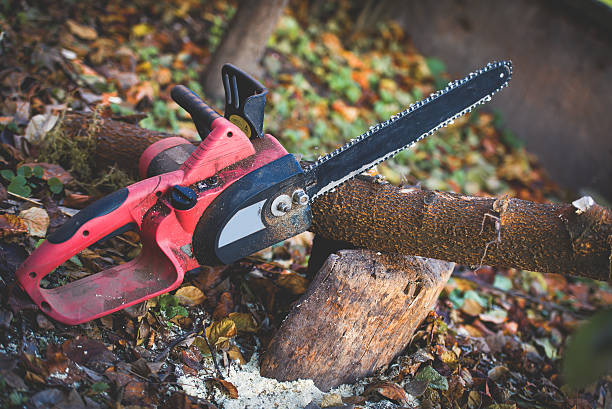 How Our Tree Care Process Works  in  East Bernard, TX